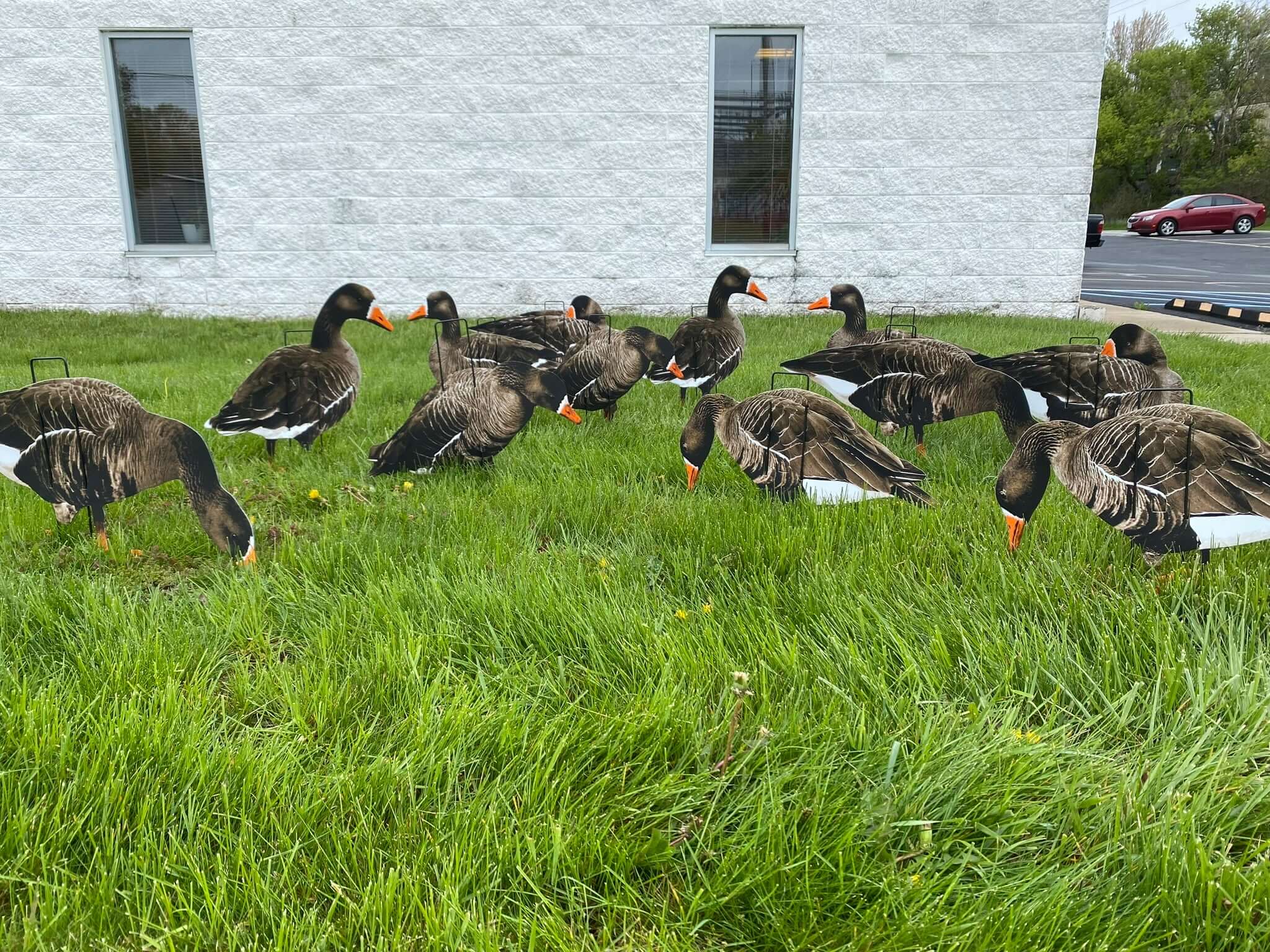 Econo Specklebelly Decoys - Ridge & River
