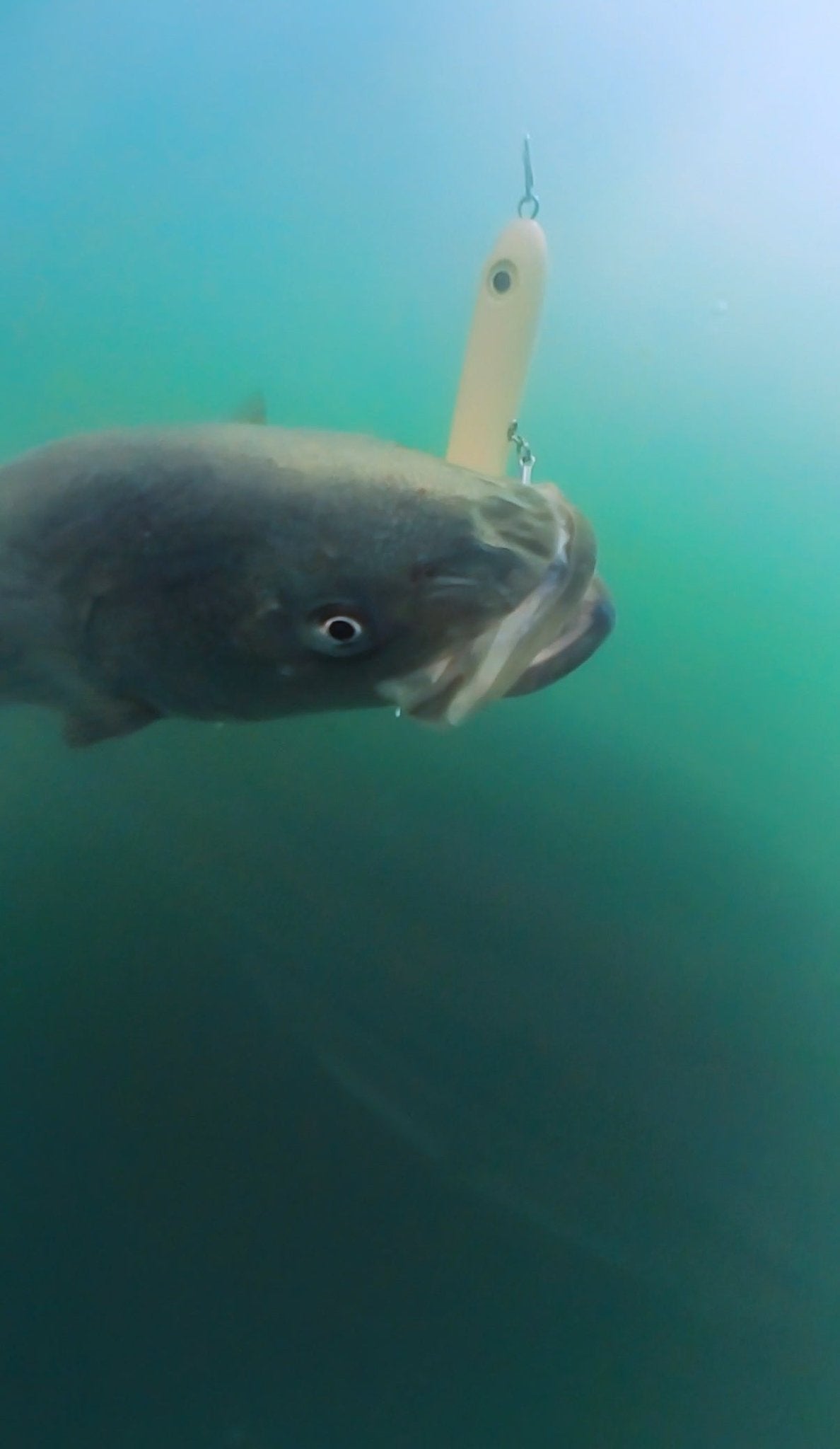 Magictail Top Water Spook Lures - Ridge & River