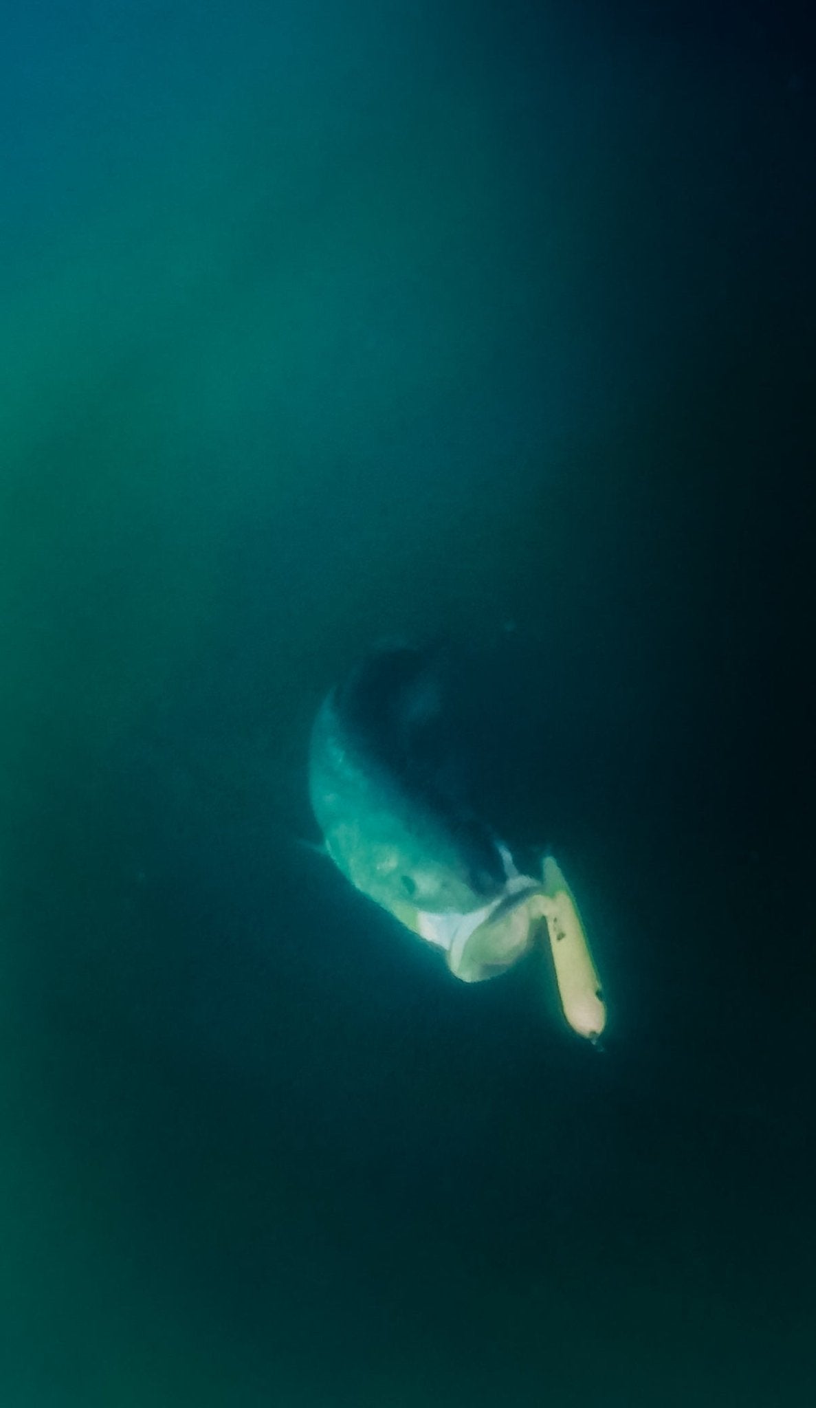 Magictail Top Water Spook Lures - Ridge & River