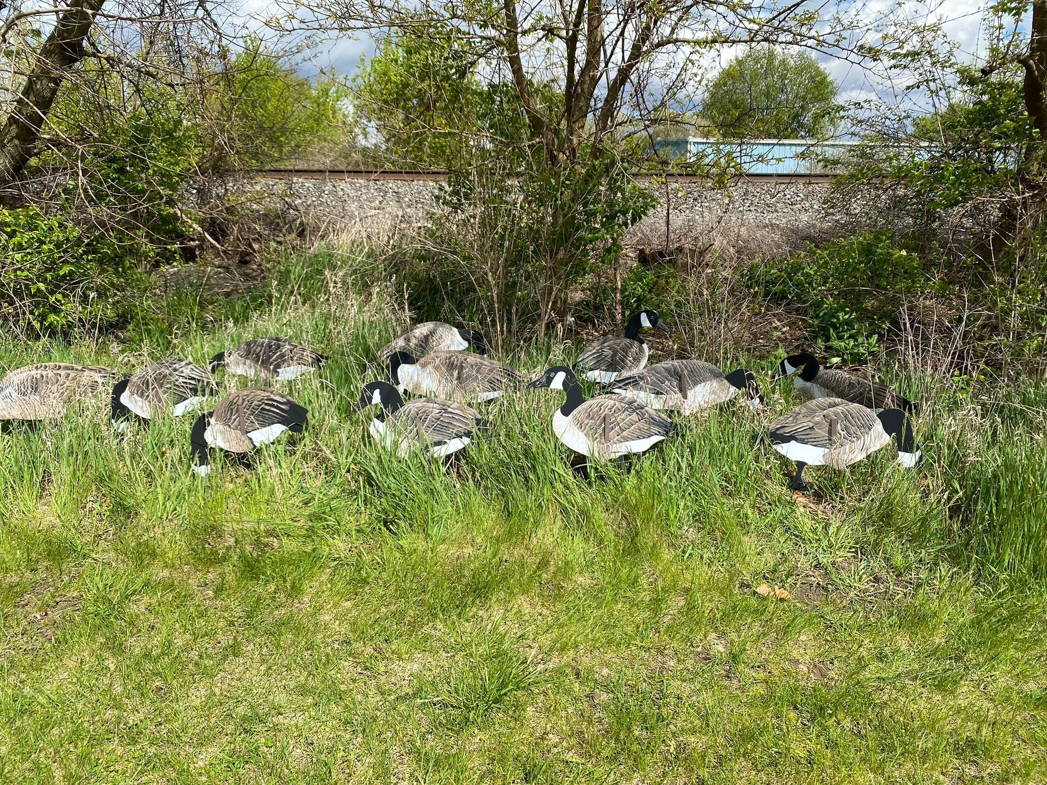 Magnum Lite 3D Canada Geese - Ridge & River