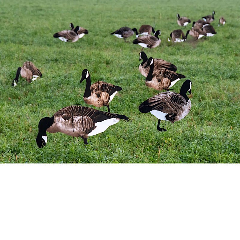 Pro II Lite - Ridge & River