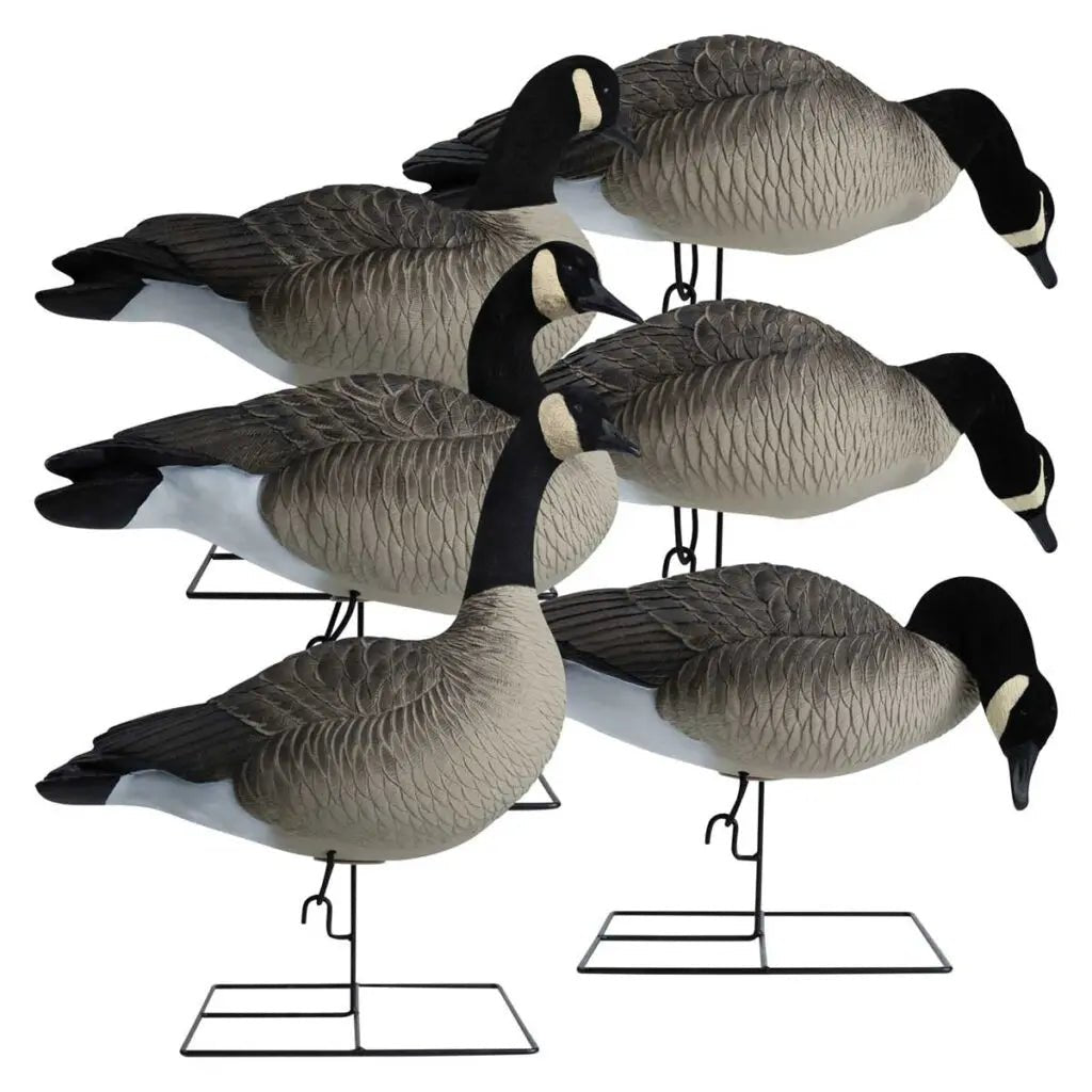 Rugged Series Full Body Canada Goose Touchdown Decoys – Flocked Head - Ridge & River