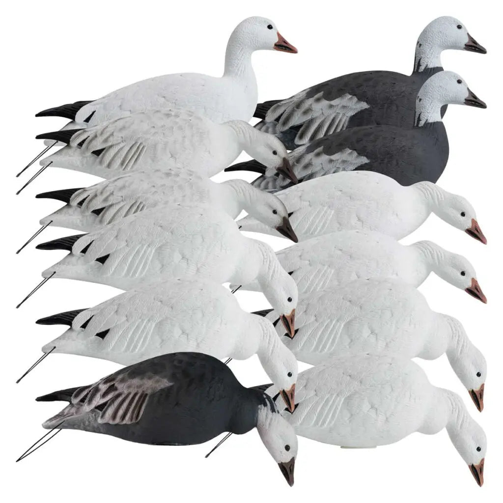 Rugged Series Full Body Snow and Blue Goose Touchdown Decoys 12 - Pack - Ridge & River