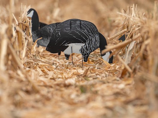 Shadow - X - Ridge & River