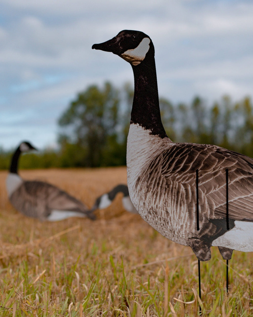 VIVID Series - Ridge & River